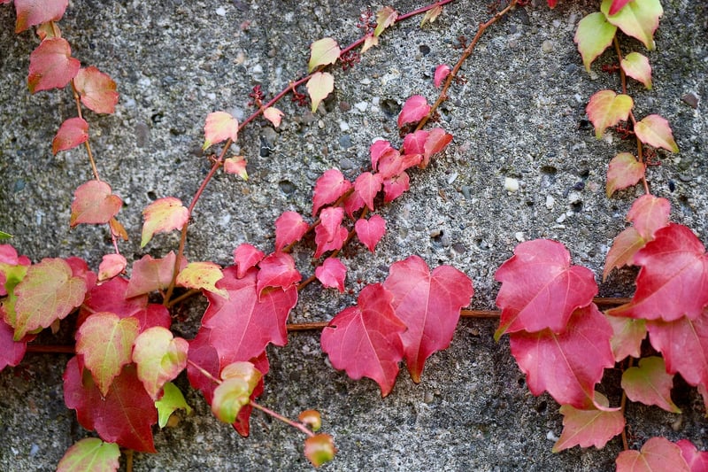 Climbing Plant Options