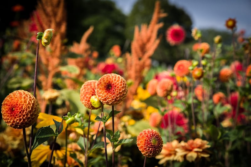 Colorful Flowering Plants