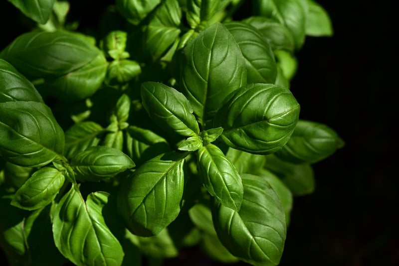 Herb Garden Must-haves