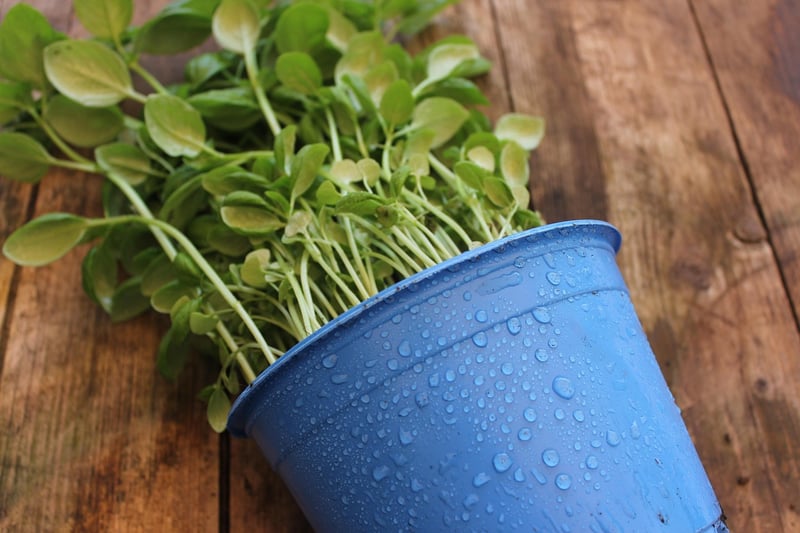 Herb Gardening Ideas