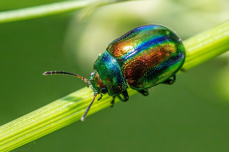 Pest and Disease Control