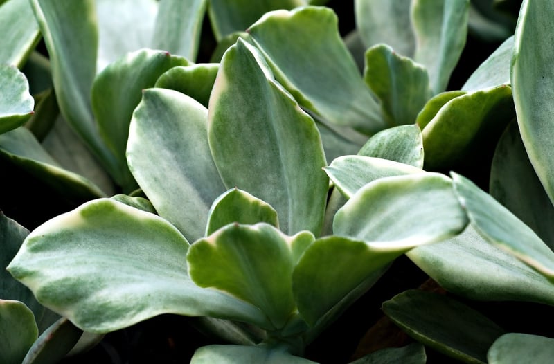 Succulent Wall Gardens