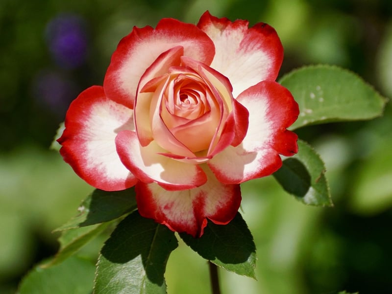 Climbing Rose