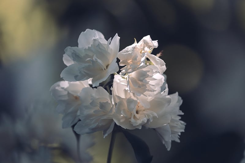 Jasmine Flower