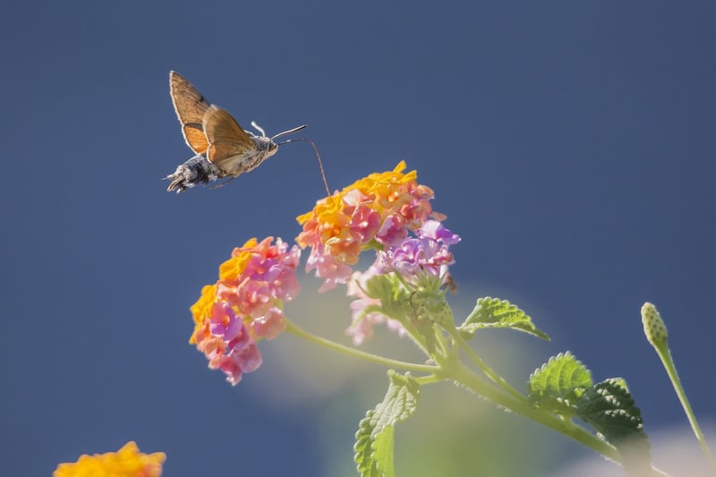 Lantanas