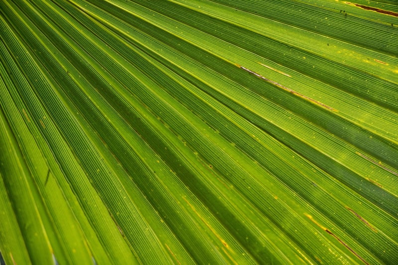 Areca Palm